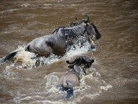 Grande migration - Great migration